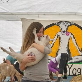 Goat Yoga Goat Yoga