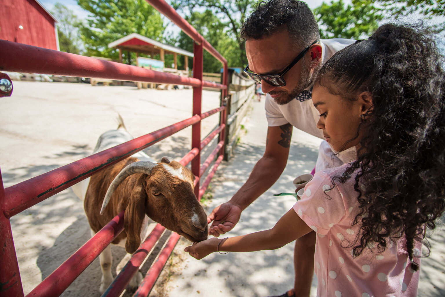 father and daughter feeding a goat at the petting zoo