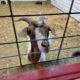 goat sticking his nose through his pen