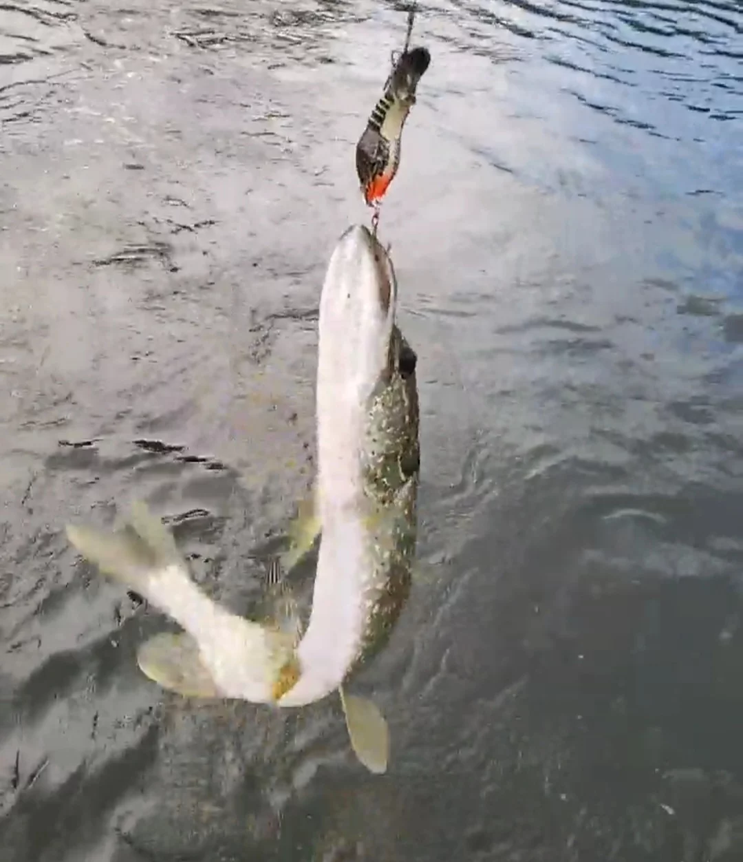 Evening Bass Fishing on the Fox River 