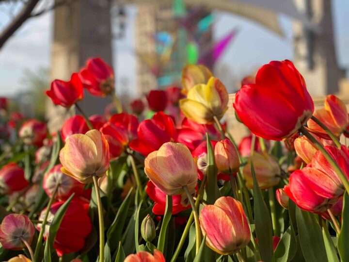 Hop on over to the Elgin Area for Easter Breakfast, Brunch, Lunch & Dinner