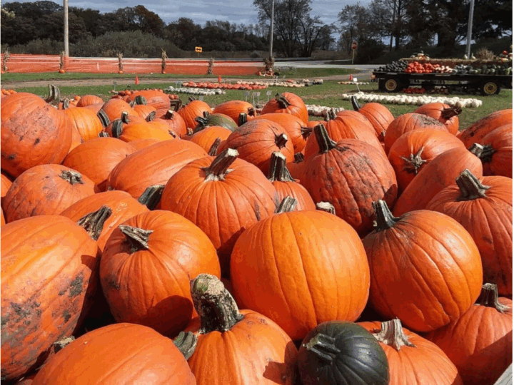 Embrace the Changing Seasons: Your Guide to Fall Events in the Elgin Area